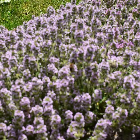 Kabasanov Casa de Férias