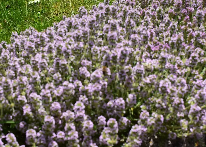 Kabasanov Ваканционна къща